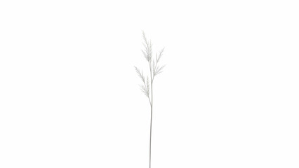 Fototapeta premium Single Blade of Grass Line Art