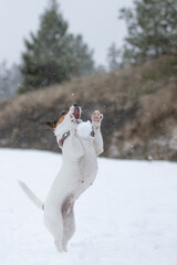 Low angle view of terrier dog jumping and catching a snow ball