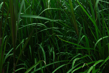 Tropical leaf background with vivid, high contrast greens	
