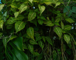 Tropical leaf background with vivid, high contrast greens	
