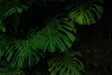 Tropical leaf background with vivid, high contrast greens	
