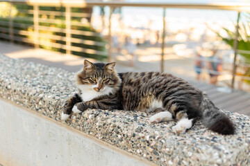 Relaxed tabby cat lying on a stone wall by the seaside promenade on a sunny day.