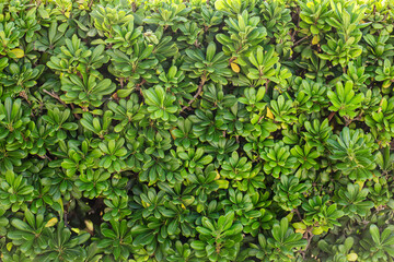 Dense green hedge with glossy leaves forming a natural, vibrant texture...