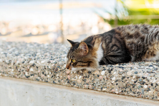 Relaxed tabby cat lying on a stone wall by the seaside promenade on a sunny day.