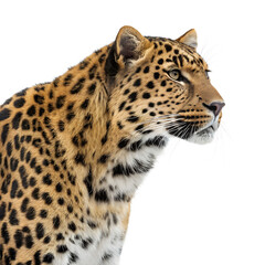 Obraz premium A sloth hanging from a branch. The sloth has a light brown and green fur coat. It has a small face with dark eyes and a relaxed expression.