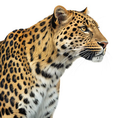 Fototapeta premium A realistic illustration of a sea lion. The animal has a sleek, brown fur coat and a rounded face with whiskers. It is positioned upright, showcasing its flippers.