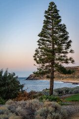 Coastal pine tree, ocean, and cliffs at Heallett Cove Beach