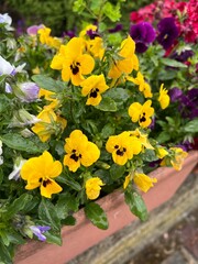 CloseUp of Garden Yellow Pansy on a rainy day with Water Droplets in Flower Pot