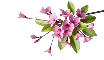 A blooming twig with small pink flowers.