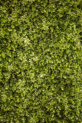 Lush Green Wall with Natural Foliage, Decorative Plants, and Leaf Texture Perfect for Eco Design, Interior Decoration, Urban Landscaping, or Sustainable Nature Concepts
