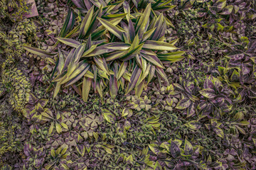 Lush Green Wall with Natural Foliage, Decorative Plants, and Leaf Texture Perfect for Eco Design, Interior Decoration, Urban Landscaping, or Sustainable Nature Concepts