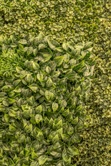 Lush Green Wall with Natural Foliage, Decorative Plants, and Leaf Texture Perfect for Eco Design, Interior Decoration, Urban Landscaping, or Sustainable Nature Concepts