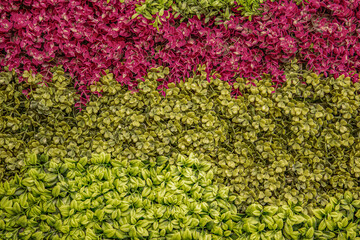 Lush Green Wall with Natural Foliage, Decorative Plants, and Leaf Texture Perfect for Eco Design, Interior Decoration, Urban Landscaping, or Sustainable Nature Concepts