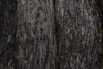 wood texture in high contrast and good resolution	
