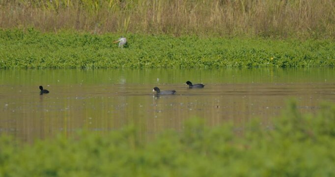 American coots swimming in calm pond in slow motion 