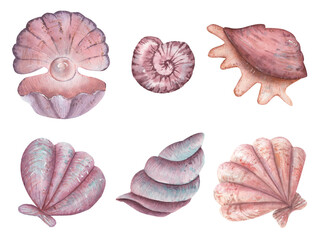  Set of watercolor purple shells. Shell with pearl, mollusks in pastel colors.
