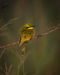 Colorful Bee eater