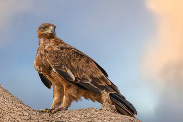 Tawny Eagle