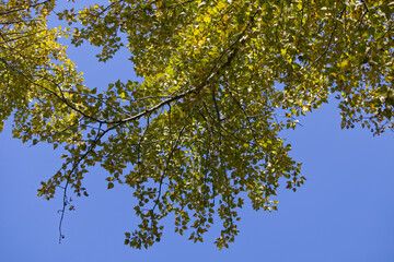 Green Leaves against a Blue Sky