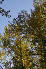 Green Leaves against a Blue Sky