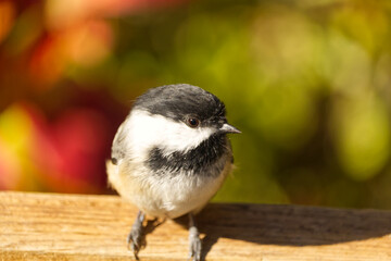 Close up of Black-capped Chickadee