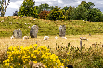 Sheep grazing around Avebury Neolithic henge stone monument .New Stone Age around the village of...