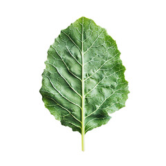 Close-up view of a vibrant green leaf isolated on transparent background.