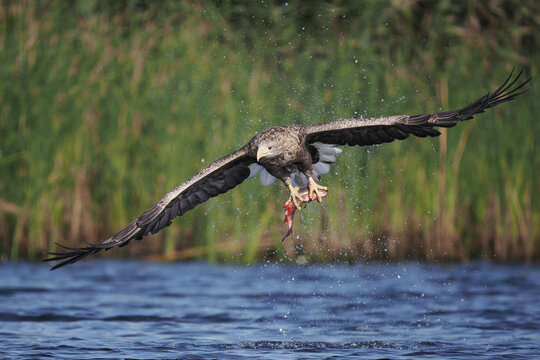 White-tailed eagle catching fish in mid-flight over Szczecin Lagoon, Poland, with wings spread wide