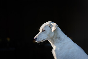 Fototapeta premium White dog rests and enjoys the morning sunlight happily in front of the house while guarding the house and protecting its owner's property. An animal pet lover.