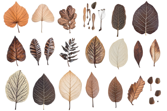 Collection of detailed pressed isolated on tranparent background.