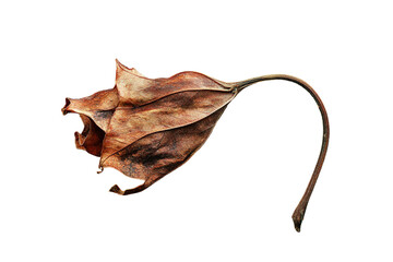 Close-up of a dried leaf isolated on tranparent background.