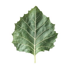 Close-up view of a detailed leaf isolated on tranparent background.