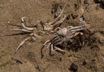 Liocarcinus depurator (Portunus plicatus), sometimes called the harbour crab, or sandy swimming crab. The fauna of the Black Sea. Dead animals.