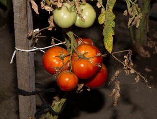 Tomatoes ripen on the bushes.  Tomato is the edible berry of the plant Solanum lycopersicum, commonly known as a tomato plant.