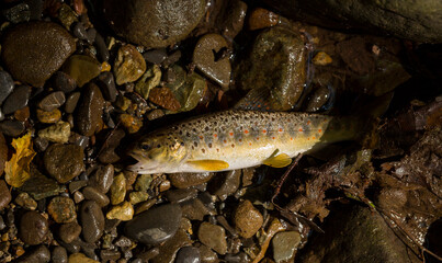 The Black Sea salmon. Salmo trutta labrax. Fishing in the mountain streams of Bulgaria. One fish on earth.