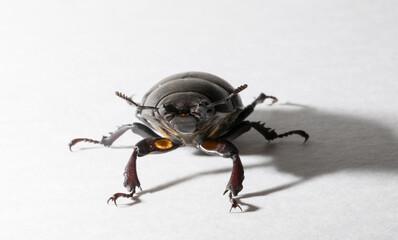 Lucanus cervus is the best-known species of stag beetle (family Lucanidae) in Western Europe. Imago, a female insect on, a white background.