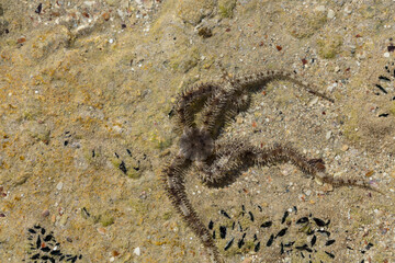 Ophiocoma scolopendrina in its natural habitat. African fauna of the Red Sea.