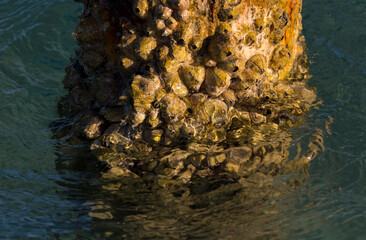 Tetraclita squamosa - Thatched barnacle. Balanus (Balanomorpha) is a genus of barnacles in the family Balanidae of the subphylum Crustacea.