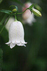 ウェディングベル白い花