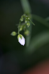 かすみ草のつぼみひとつ