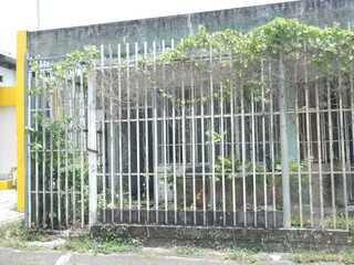 Casa abandonada y la vegetación arropa la misma. Es un problema común en Puerto Rico. 