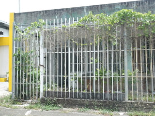 Casa abandonada y la vegetación arropa la misma. Es un problema común en Puerto Rico. 