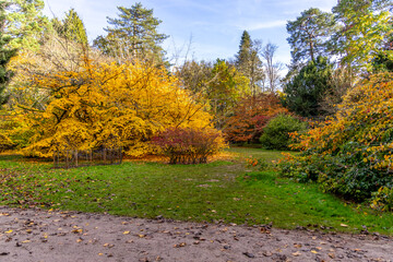 Vibrant fall scene at Westonbirt The National Arboretum with golden leaves and green grass