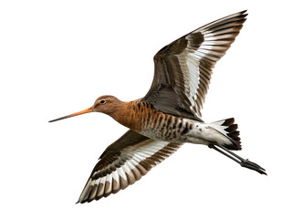 Obraz premium Black-tailed godwit in flight isolated on a white background png ai