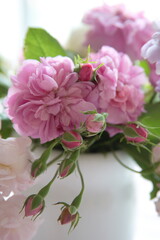 ピンクのオールドローズつぼみつき