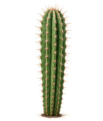 Naklejka premium San Pedro Cactus Standing Tall on White Background