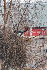 Glasgow, UK- March 30, 2024: Magpie perched on a tree near a nest in Glasgow Scotland on a cloudy day.