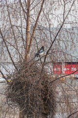 Glasgow, UK- March 30, 2024: Magpie perched on a tree near a nest in Glasgow Scotland on a cloudy day.