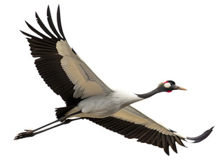 Obraz premium Red-crowned crane in flight isolated on a white background png ai