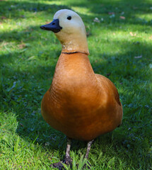 Close-up of a Mandarin Duck, Displaying Its Bright Orange and White Plumage, with a Unique Yellow-Headed Appearance, Walking Through Lush Green Grass in a Park 